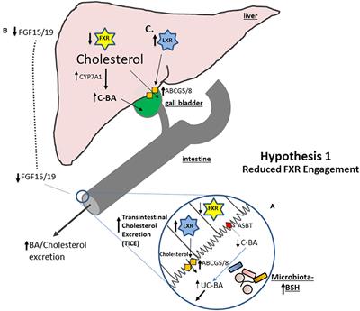 Frontiers | The Cholesterol-Lowering Effect Of Oats And Oat Beta Glucan ...